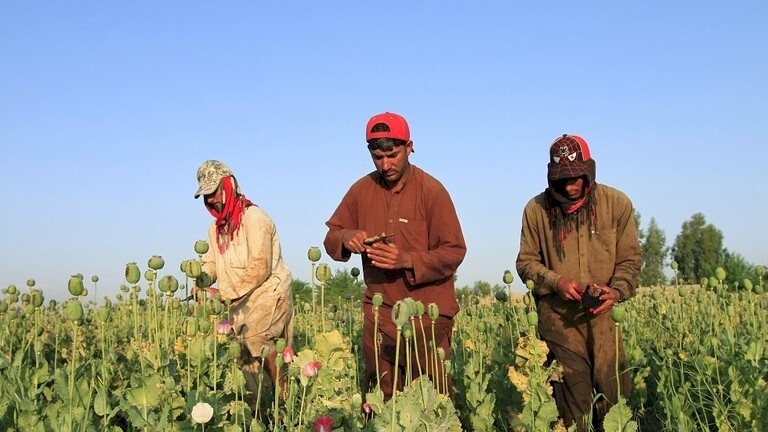 الأفغان يتجهون لزراعة المخدرات بعد أن أفقدهم كورونا وظائفهم