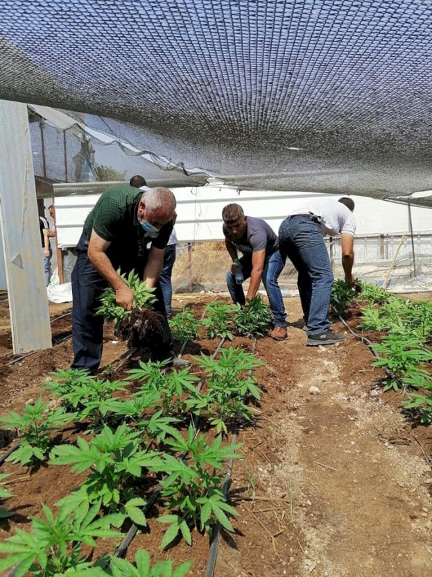 صور: ضبط مشتل مخدرات في الظاهرية جنوب الخليل