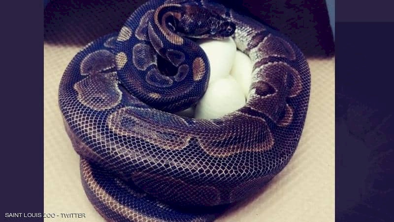لغز بلا حل.. أكبر أنثى ثعبان تضع 7 بيضات "من دون ذكر"