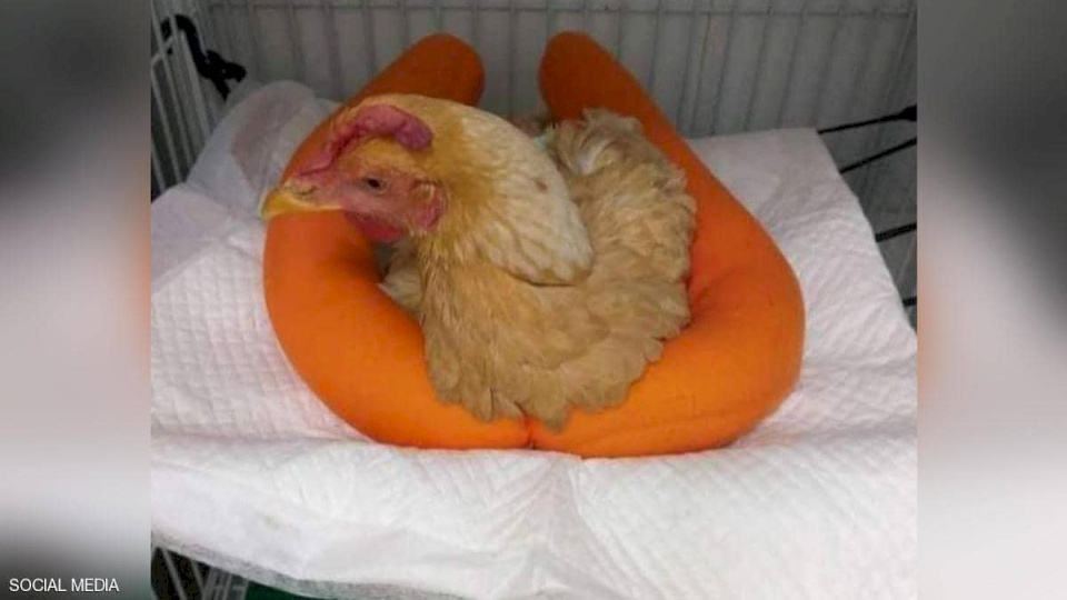 مصر.. عملية جراحية لإنقاذ "دجاجة" بتكلفة باهظة