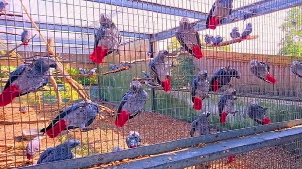 فيديو: حديقة حيوان تسجن ببغاوات اعتادت استقبال الزوار بالشتائم