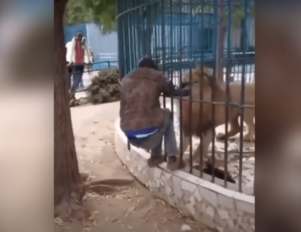 فيديو: أسد يهاجم عامل حديقة حيوان ويمسك بيده من خلف القضبان
