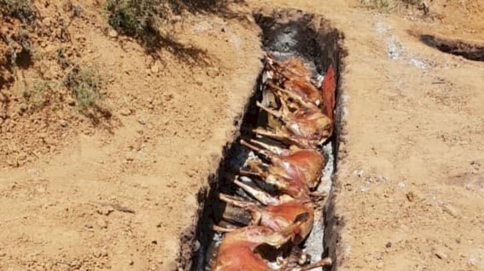 شاهد.. حفل شواء ضخم للقاعدة في مثلث الموت بمالي