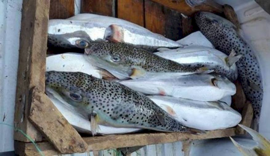 أسماك سامة في قطاع غزة!