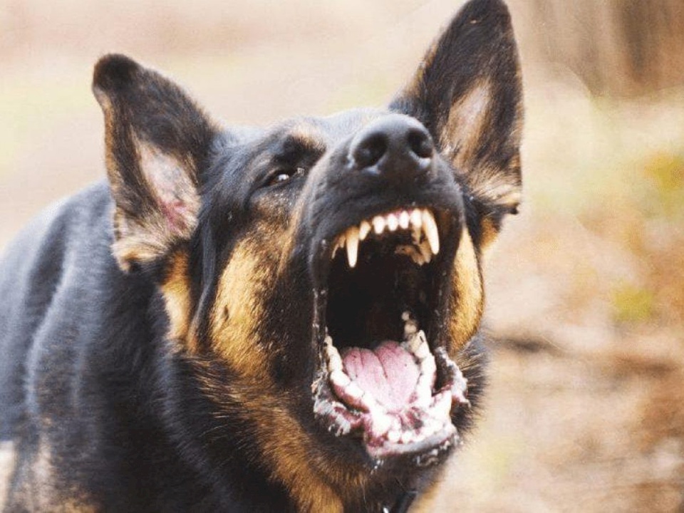 مأساة في مصر.. كلب ضال يتسلل لمنزل ويقتل رضيعاً ويصيب أمه