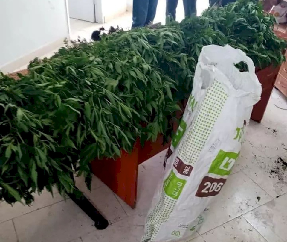 صور: ضبط مشتل مخدرات في منطقة صحراوية بلدة زعتره