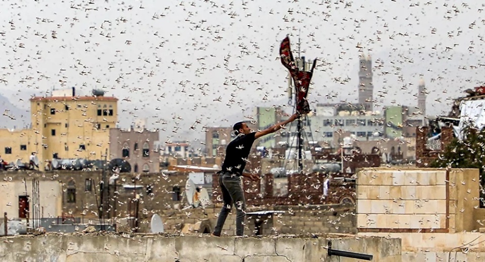 "غزو مرعب"... أسراب هائلة من الجراد تهاجم السعودية "فيديو"