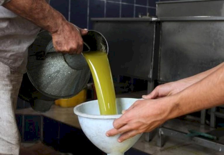 لأول مرة.. غزة تصدر زيت زيتون إلى دول خليجية