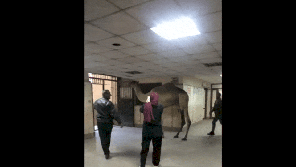 فيديو يثير السخرية والغضب.. جمل يقتحم مستشفى حكومي بمصر