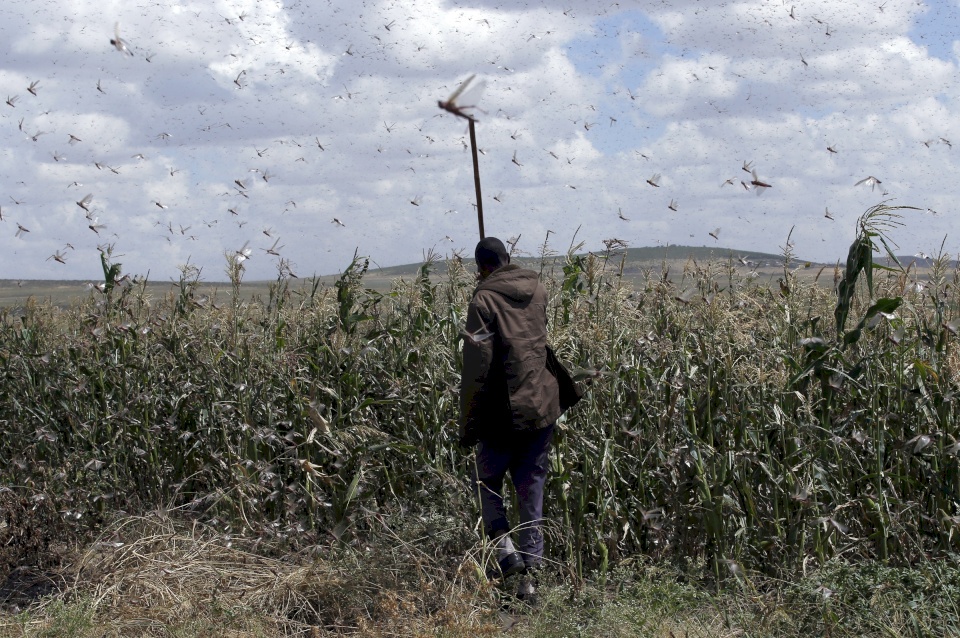 بعد عام مليء بالكورونا- هل ستُنهي فلسطين 2020 بموجة جراد؟