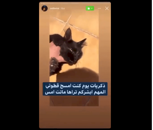مازن المتحرش بالقطط.. شاهد ما فعله سعودي مع قطته حتى ماتت!