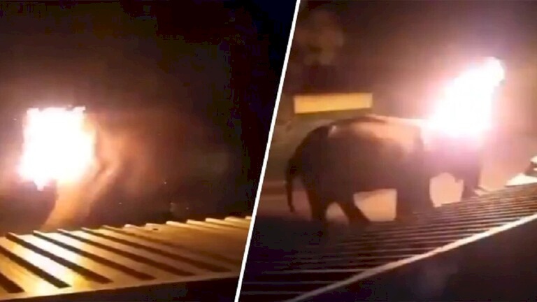 فيديو: احتراق فيل يبلغ من العمر 40 عاما يثير غضبا في الهند
