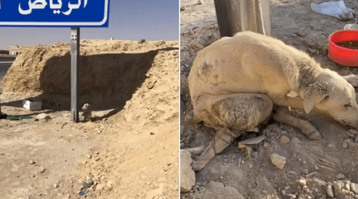 شاهد - اغتصاب كلب في الرياض وتعذيبه يفجر غضب السعوديين!