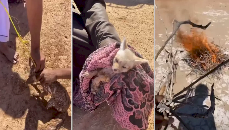 غضب واسع في عُمان.. مجهول يعذب ثعلباً ويحرق أعشاش الطيور!