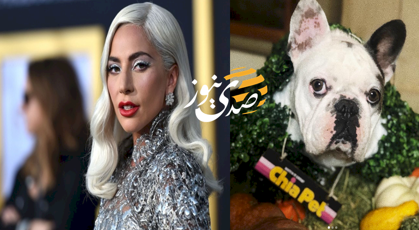 ليدي غاغا تعرض مكافأة نصف مليون دولار لمن يعيد كلبيها (صور)