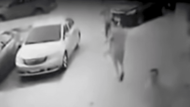 مصر.. انتشار فيديو مرعب يسبب ضجة كبيرة في القاهرة