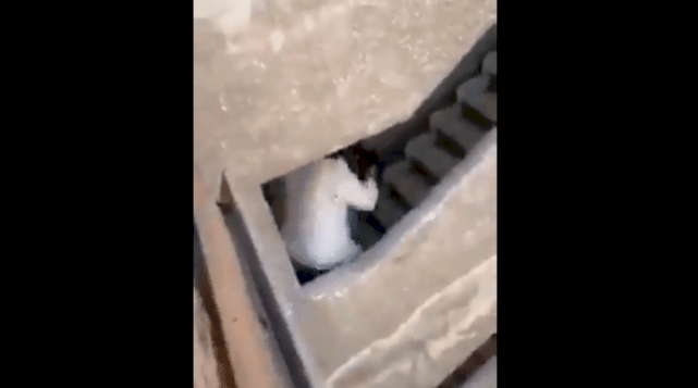 فيديو يثير الغضب..جزار مصري يعتدي بوحشية على سيدة مسنة (شاهد)