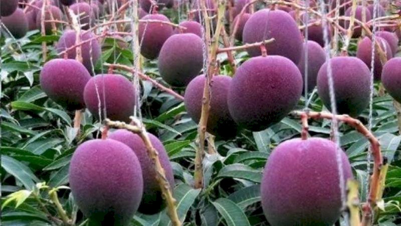 واقعة غريبة: حراسات خاصة وكاميرات مراقبة لشجرة مانجو في الهند.. فما القصة؟