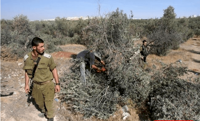 نابلس: مستوطنون يقتلعون 84 شجرة مثمرة ويدمرون خط وخزانات مياه في قريوت