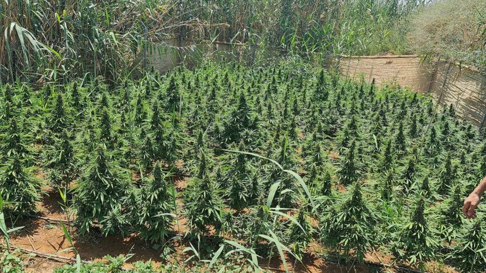 الشرطة تضبط مشتلا ضخما للمخدرات في أريحا