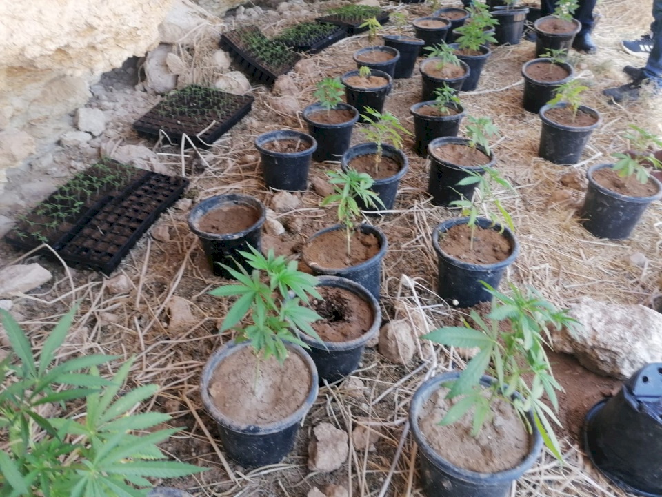 الشرطة تضبط مشتلا للمخدرات جنوب الخليل