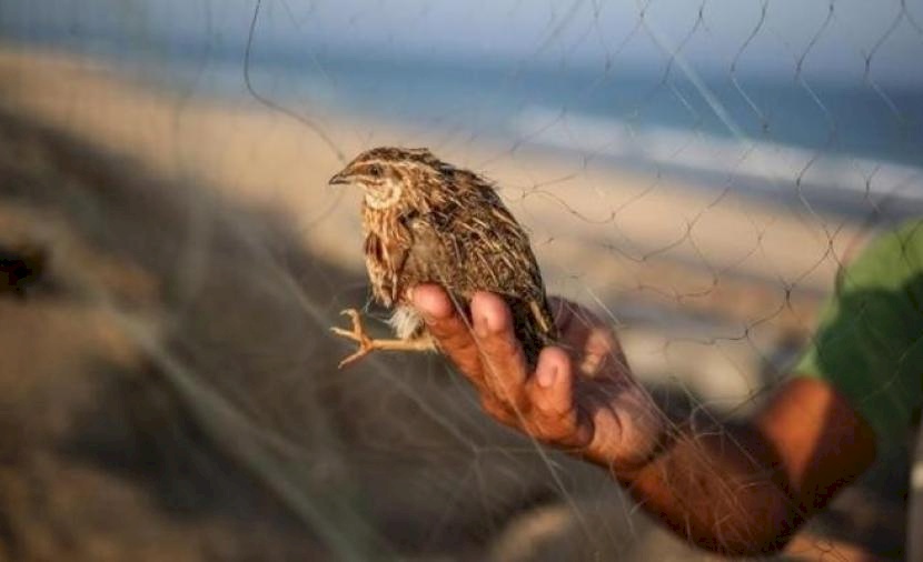 غزة.. حظر صيد طيور السمان المهددة بالانقراض