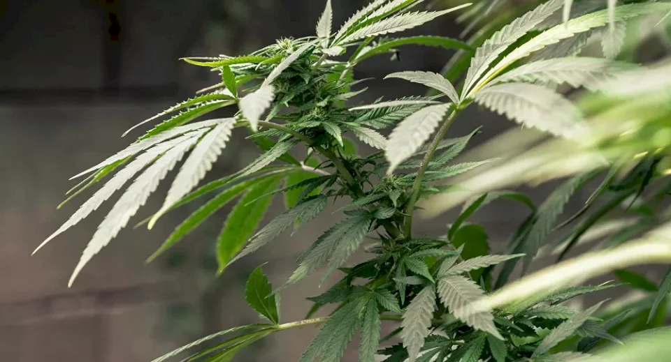 استطلاع: 79% من المغاربة يؤيدون زراعة "الكيف"