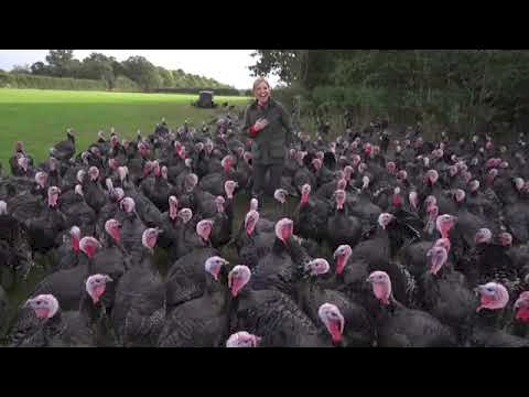 ديك رومي ينقر مراسلة تلفزيونية ويثير موجه من الضحك (فيديو)