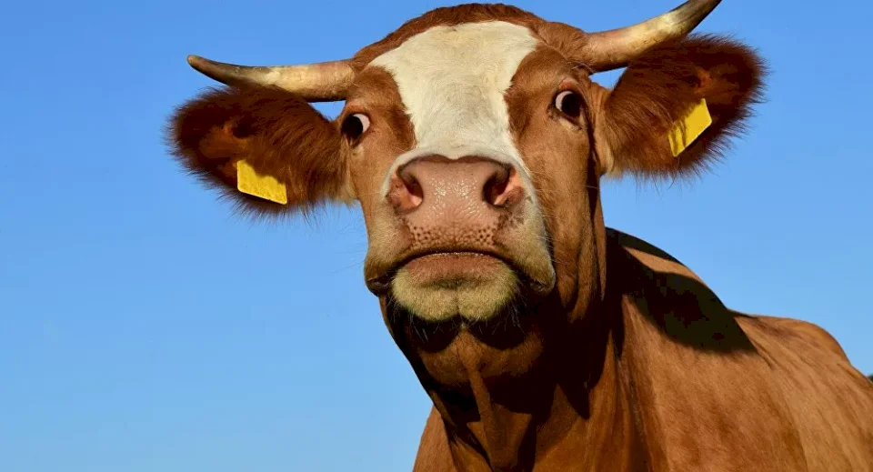 بقرة تبهر متابعي وسائل التواصل وتجاوب سائقا أضاع طريقه (فيديو)