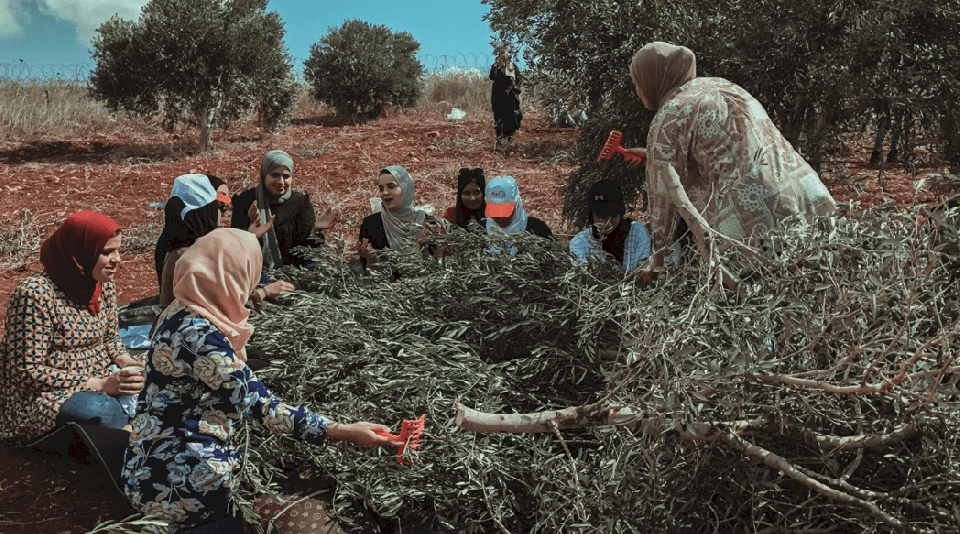 "تطوير" و"زمام" يعينان مزارعي فقوعة في قطف الزيتون