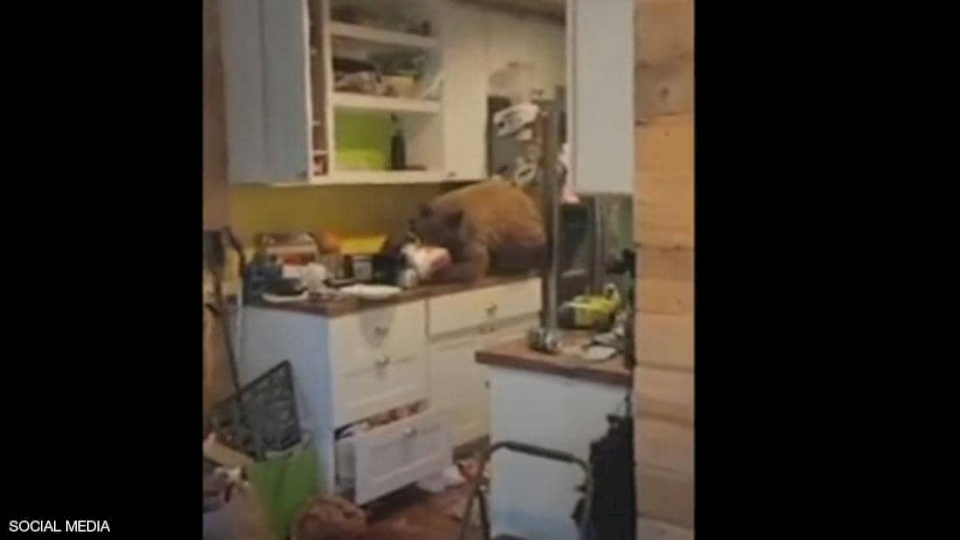بالفيديو: دب "جريء" يقتحم منزلا ووجبة تغريه لزيارة المطبخ