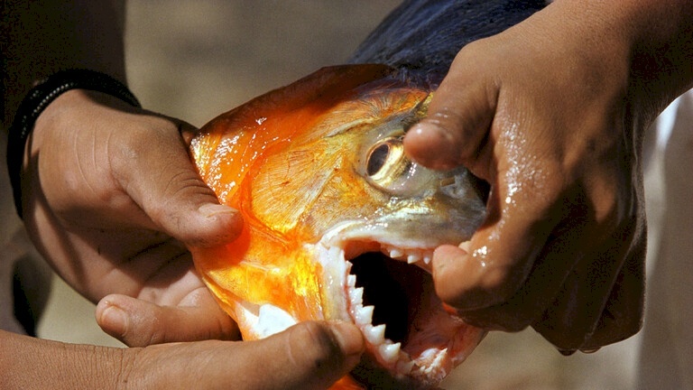  صياد برازيلي قفز في بحيرة هربا من النحل فغرق وافترسته أسماك الضاري