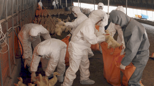 كوريا الجنوبية تسجل حالة إصابة إضافية بإنفلونزا الطيور شديدة الخطورة