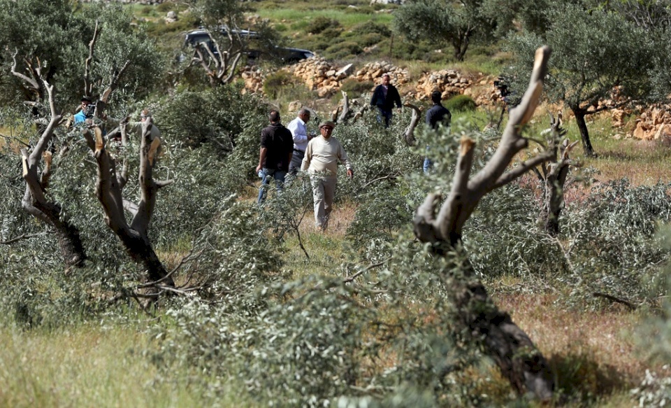 المستوطنون يواصلون جرائمهم: إعدام 50 شجرة زيتون غرب نابلس 