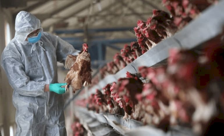 إنفلونزا الطيور بإسرائيل: تقديرات بإتلاف عشرات الملايين من البيض و600 ألف دجاجة!