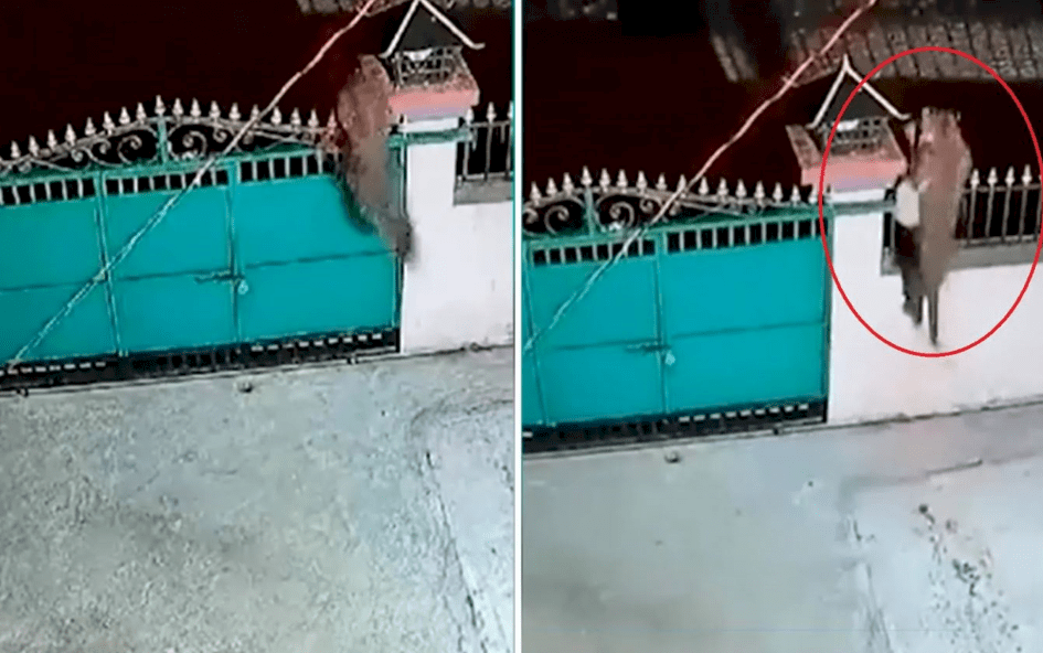 رعب في مدينة هندية.. نمر يتجول بين البيوت وهذا ما فعله بكلب حراسة! (فيديو)