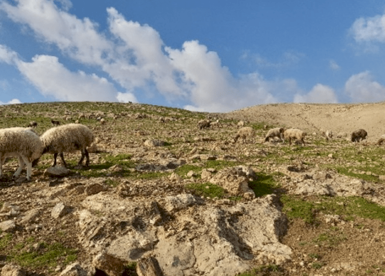 مستوطنون يحاولون سرقة مواشي من عرب المليحات (فيديو)