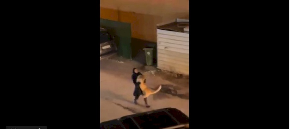 فيديو مفاجئ- فتاة كويتية تقبض على أسد هارب أثار الرعب!