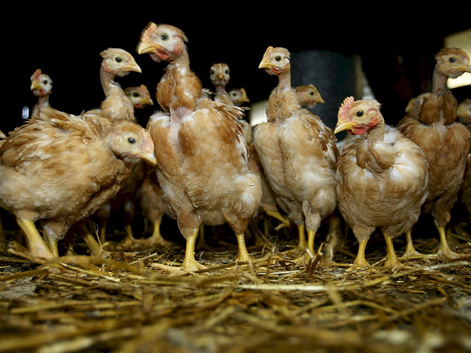 إسرائيل تعلن السيطرة على تفشي انفلونزا الطيور