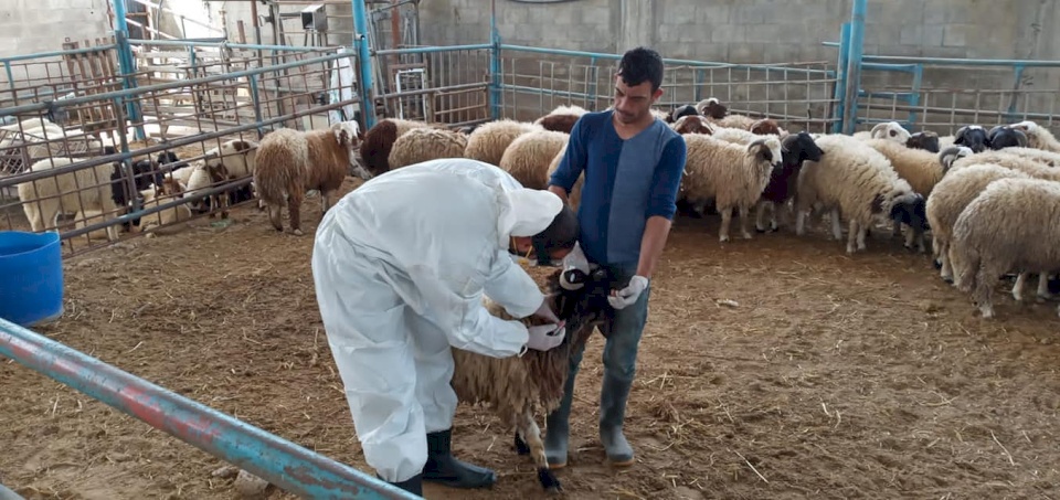 الزراعة تدعو مربي المواشي لاتخاذ تدابير بسبب مرض فيروس معدي