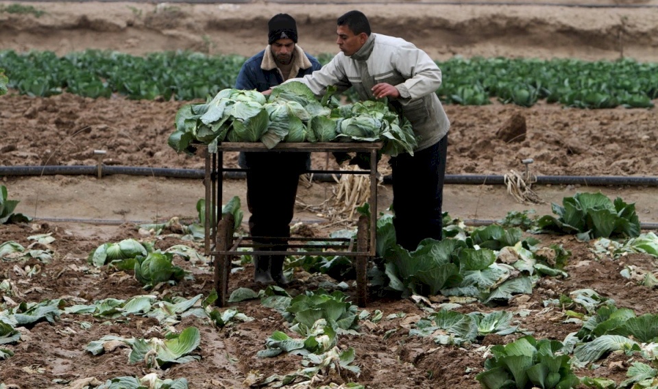 القطاع الزراعي بالمنظمات الأهلية يطالب بتعويض المزارعين المتضررين