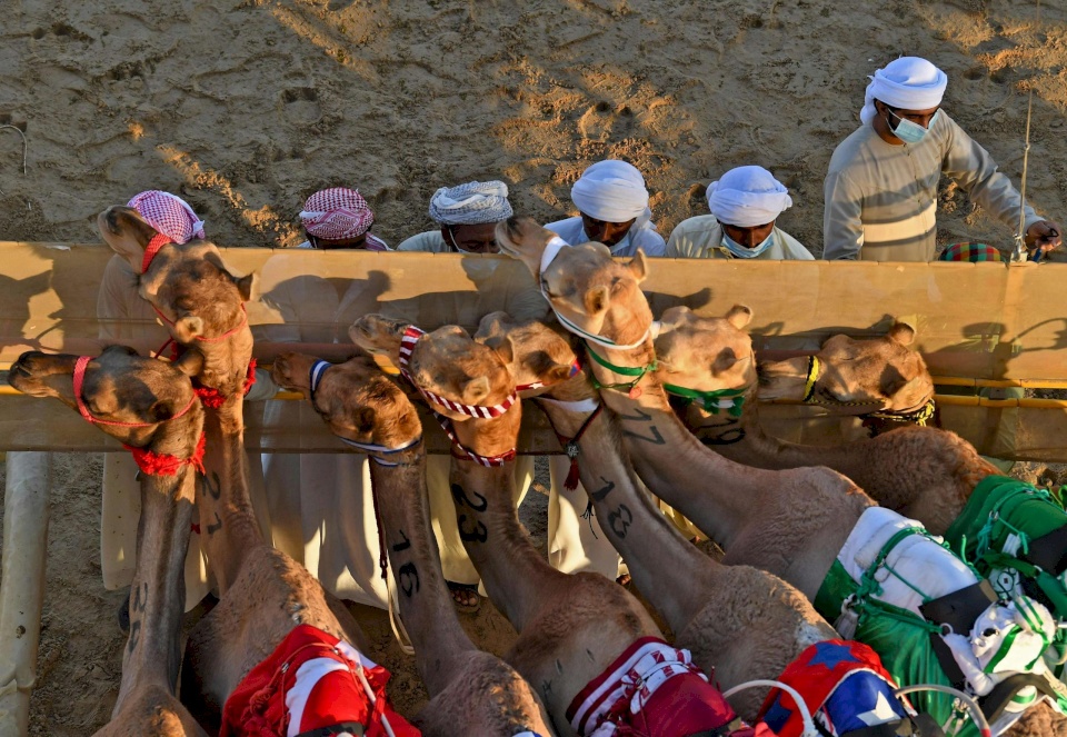إماراتي يسمي ناقته "تل أبيب" وكويتي يرد عليه: "هذه ناقتي اسمها القدس"