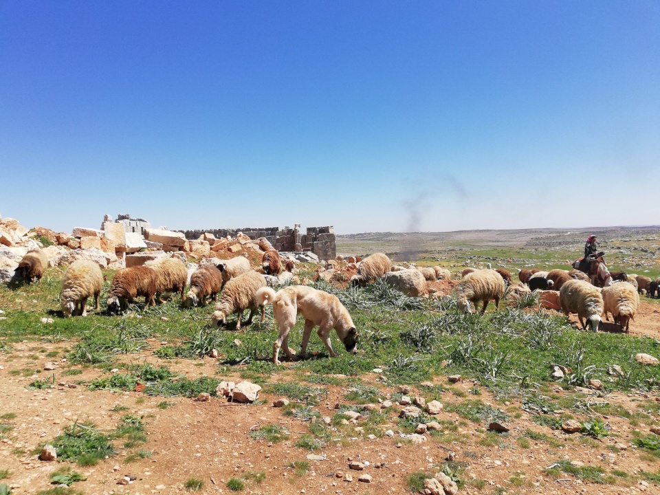 هل ستتأثر أسعار اللحوم الحمراء بعد انتشار الحمى القلاعية؟