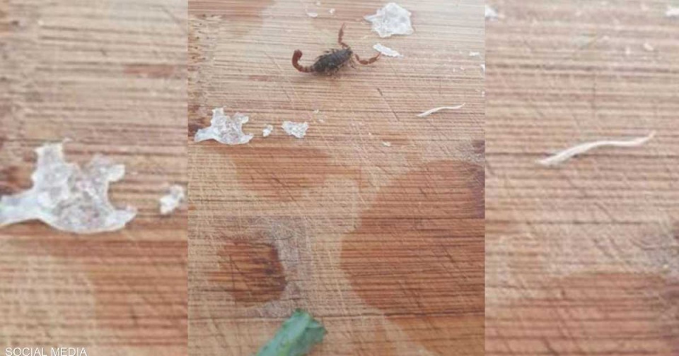 اكتُشفت في الوقت المناسب.. مفاجأة مرعبة داخل البروكلي