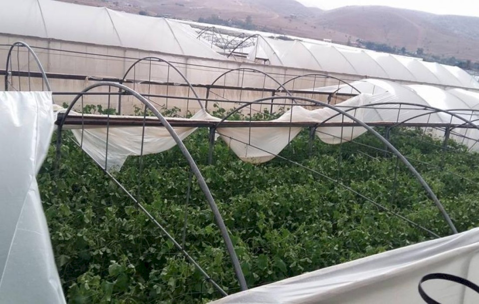 الرياح القوية تُسبب خسائر بمئات آلاف الشواقل بمزارع شرق نابلس
