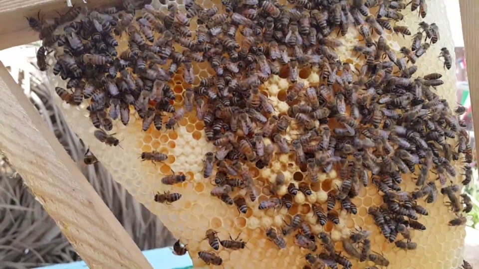 هل لإسرائيل علاقة باختفاء النحل من المغرب؟