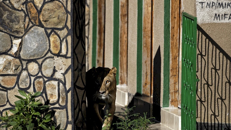 لبوة تفترس عاملا في أحد متنزهات السعودية