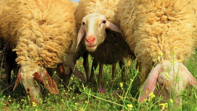 غضب في السعودية بعد القبض على وافد مصري يبيع أغناما نافقة لمطاعم في المملكة! (فيديو)