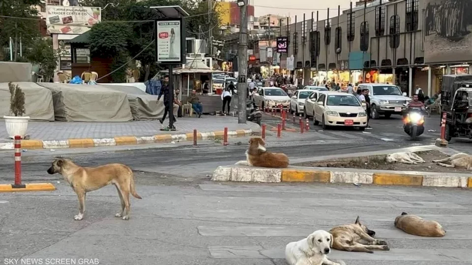 نهشت طفلة حتى الموت.. الكلاب السائبة تقلق العراقيين