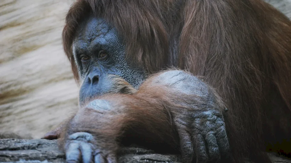 هجوم مرعب لإنسان الغاب على زائر (شاهد)